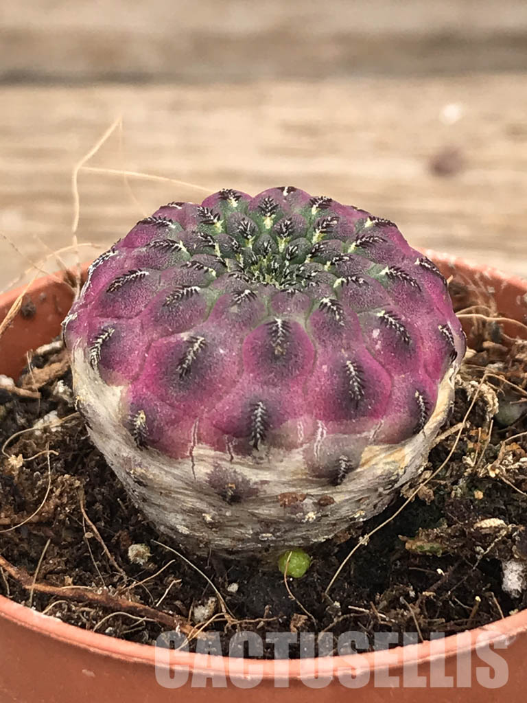 SH5261 Sulcorebutia rauschii - Image 2