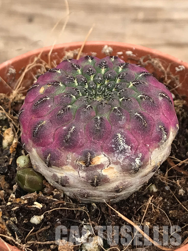 SH5261 Sulcorebutia rauschii - Image 4