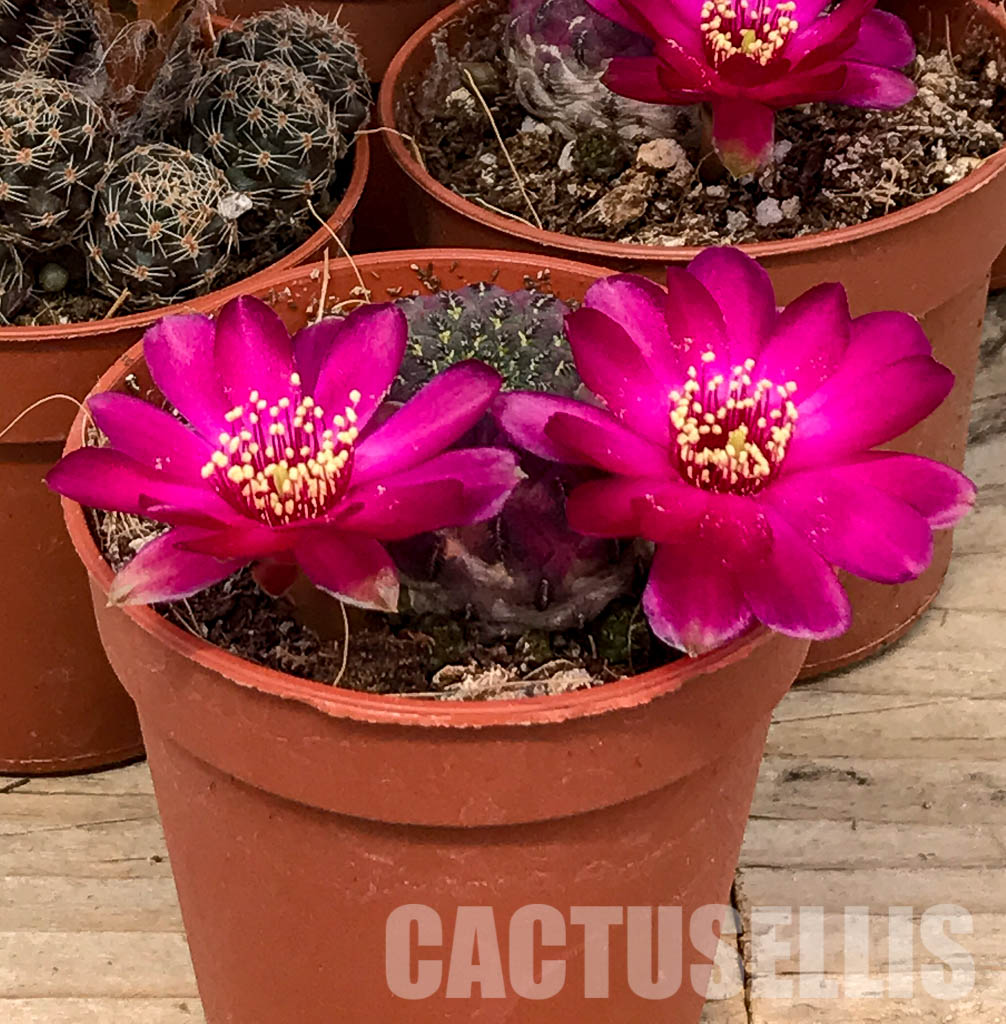 SH5261 Sulcorebutia rauschii - Image 3