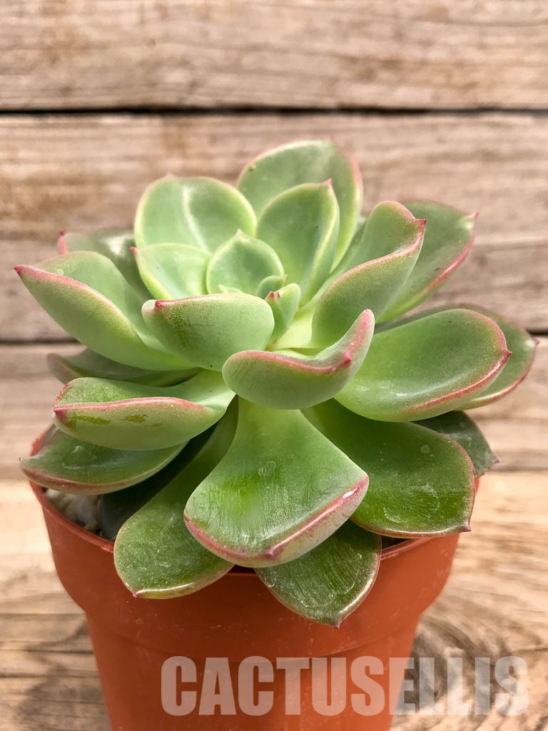 SHPR5267 Echeveria Lawrence sp. - Image 2