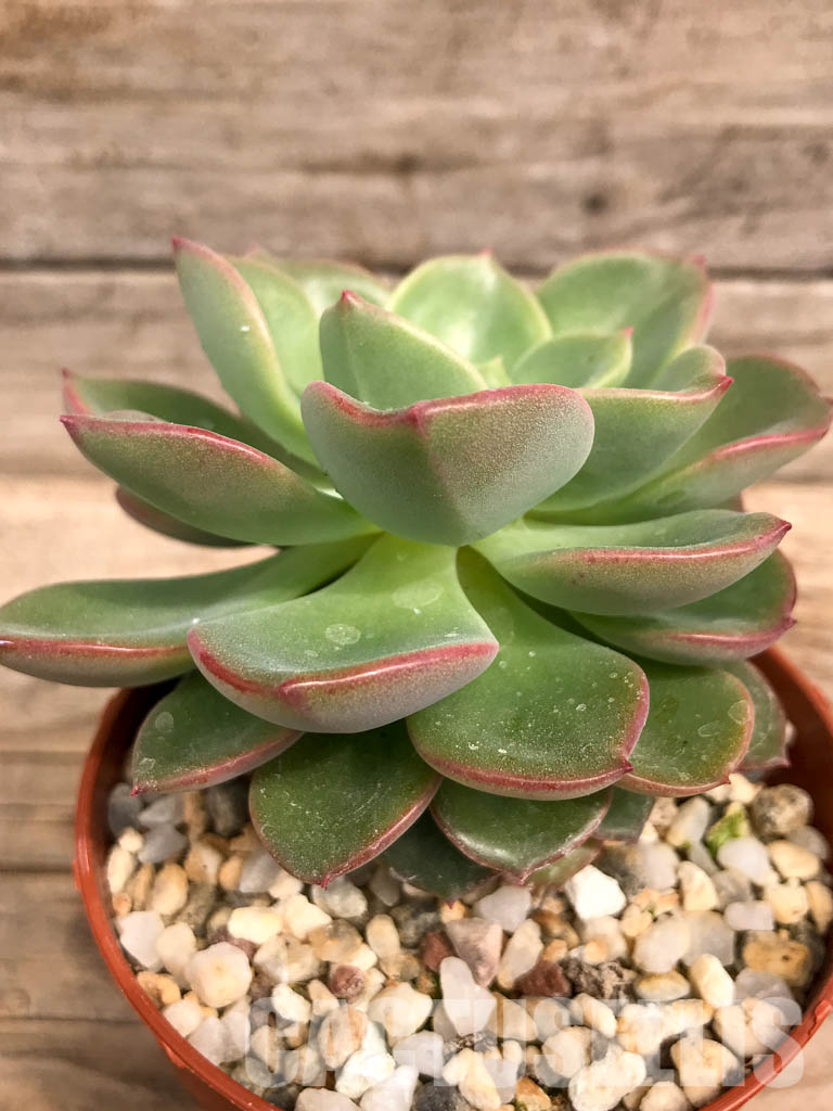 SHPR5267 Echeveria Lawrence sp. - Image 3