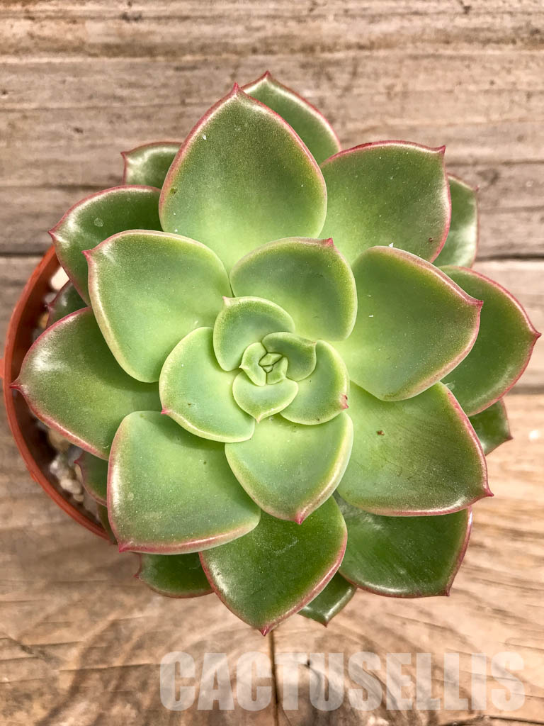 SHPR5267 Echeveria Lawrence sp. - Image 4