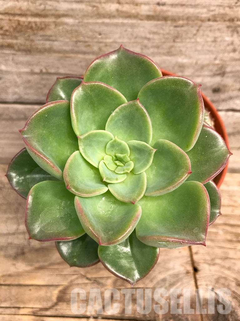 SHPR5267 Echeveria Lawrence sp.