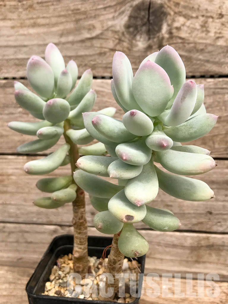 SHPR5271 Pachyphytum cv. "Dr Cornelius" variegated, 2 heads