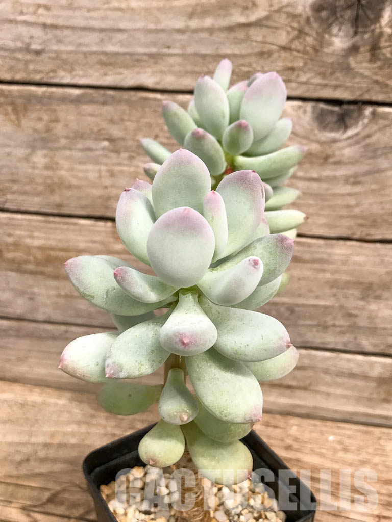 SHPR5271 Pachyphytum cv. "Dr Cornelius" variegated, 2 heads - Image 3