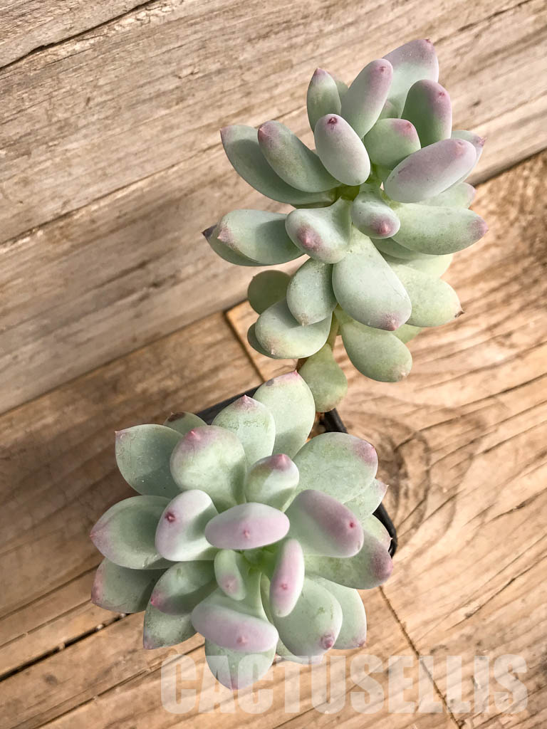 SHPR5271 Pachyphytum cv. "Dr Cornelius" variegated, 2 heads - Image 4