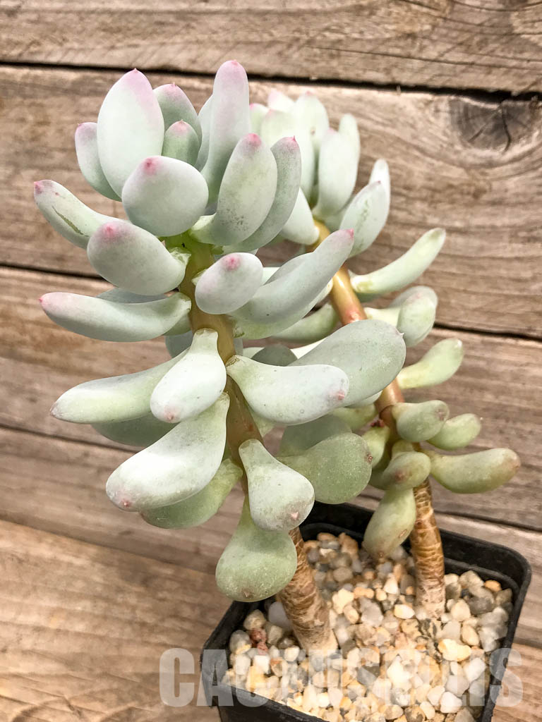 SHPR5271 Pachyphytum cv. "Dr Cornelius" variegated, 2 heads - Image 5