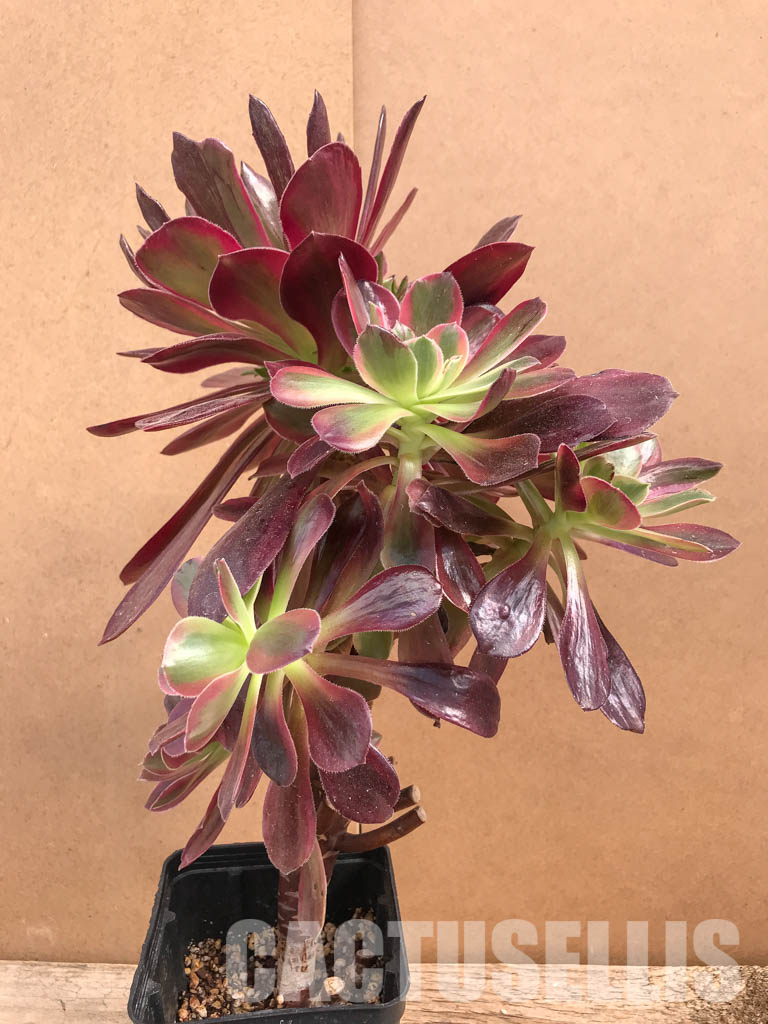 SHPR5276 Aeonium 'Mardi Gras' - immagine 2