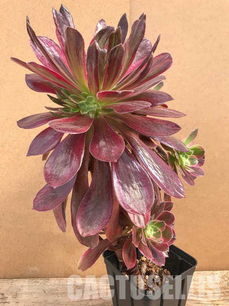 SHPR5276 Aeonium 'Mardi Gras' - immagine 3