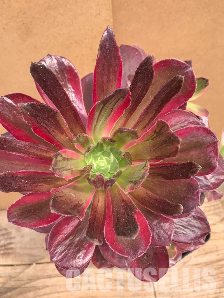 SHPR5276 Aeonium 'Mardi Gras'