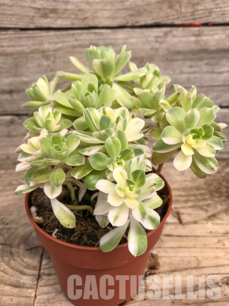 SHPR5287 Aeonium castello-paivae 'Harry Mak' - Image 2