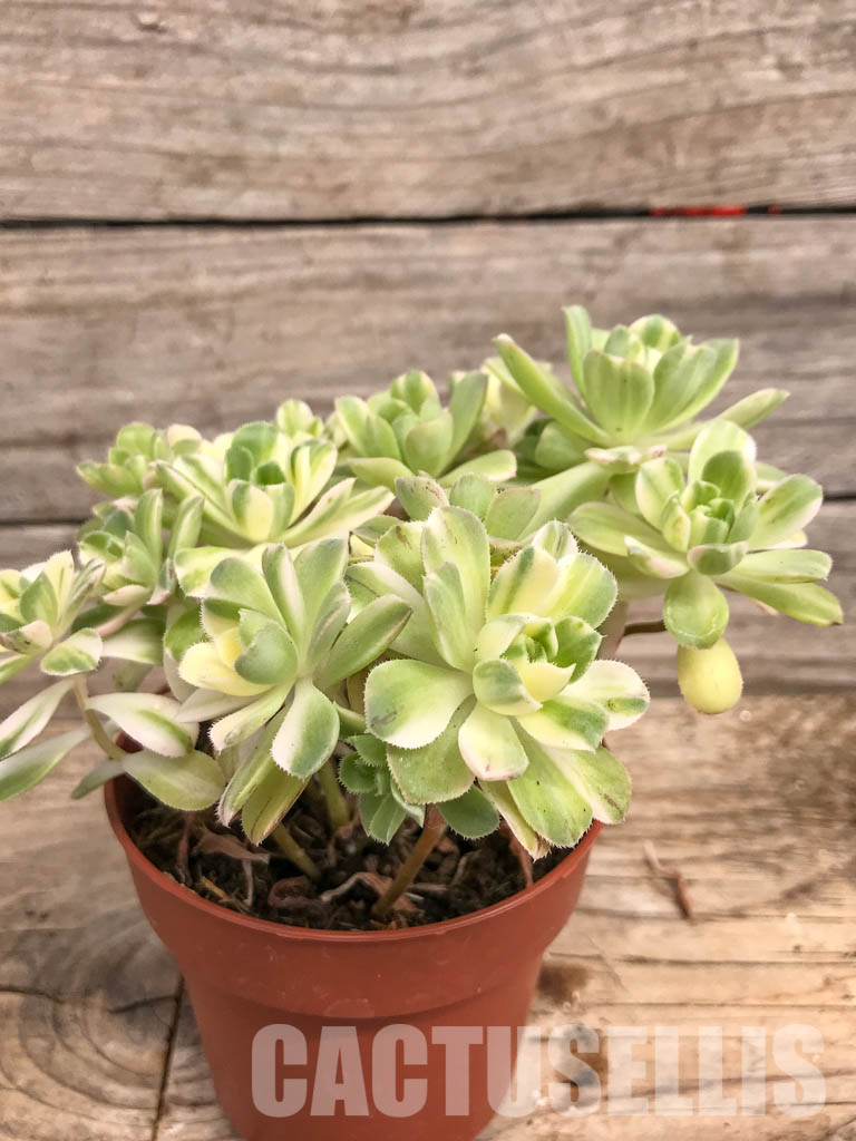 SHPR5287 Aeonium castello-paivae 'Harry Mak' - Image 3