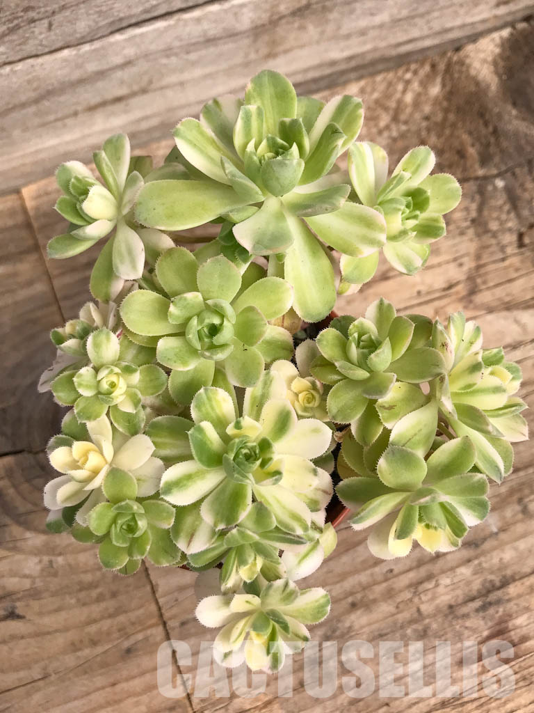 SHPR5287 Aeonium castello-paivae 'Harry Mak' - Image 4