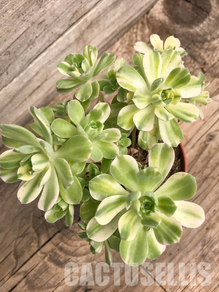 SHPR5287 Aeonium castello-paivae 'Harry Mak' - Image 5