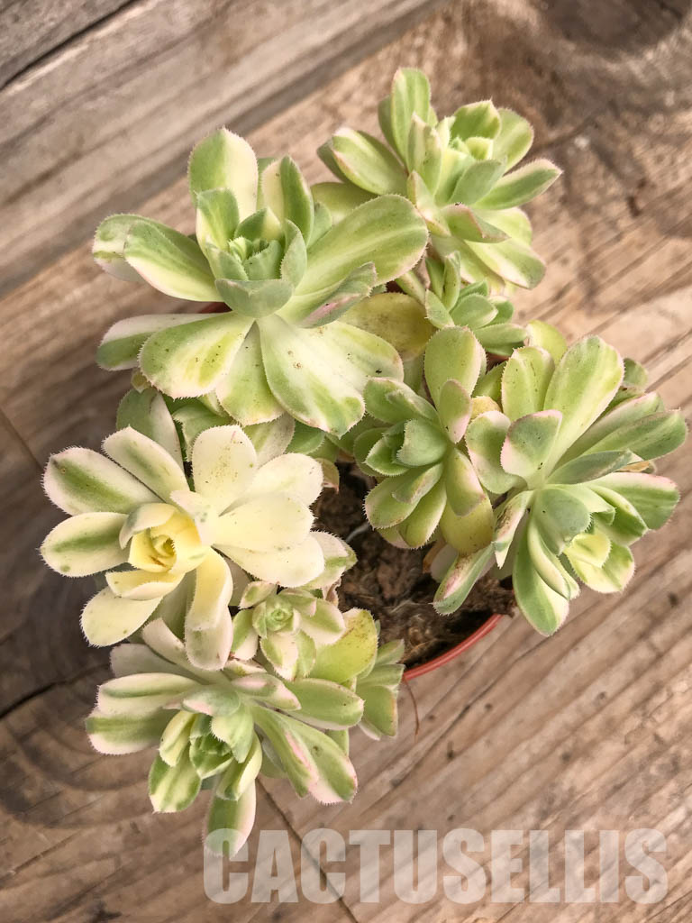 SHPR5287 Aeonium castello-paivae 'Harry Mak' - Image 6