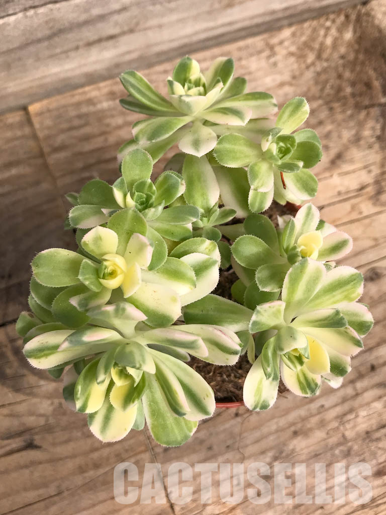 SHPR5287 Aeonium castello-paivae 'Harry Mak' - Image 7