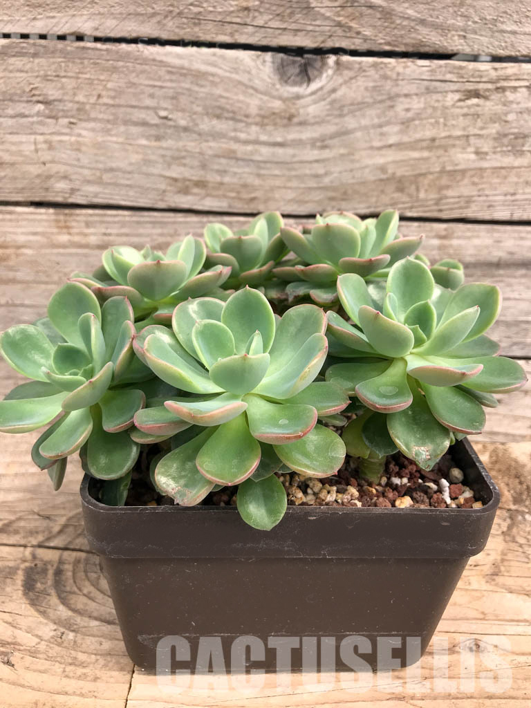 SHPR5291 Echeveria 'Noble' group - Зображення 2