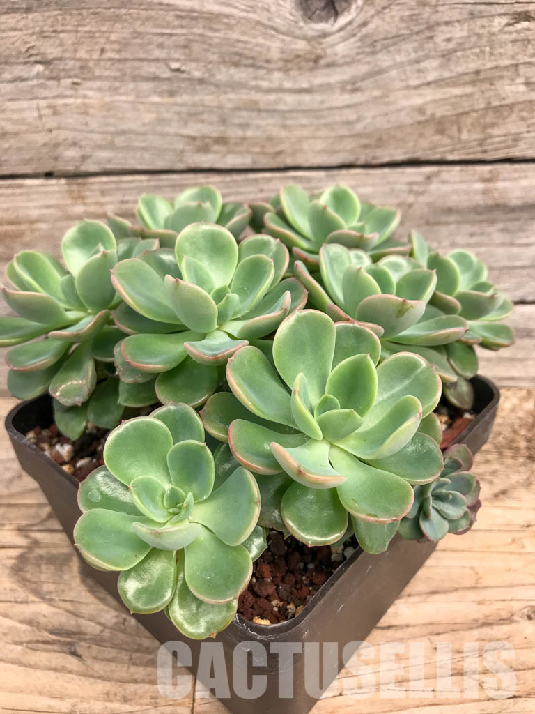 SHPR5291 Echeveria 'Noble' group - Зображення 3