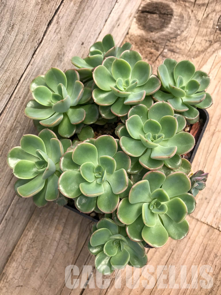 SHPR5291 Echeveria 'Noble' group - Зображення 4