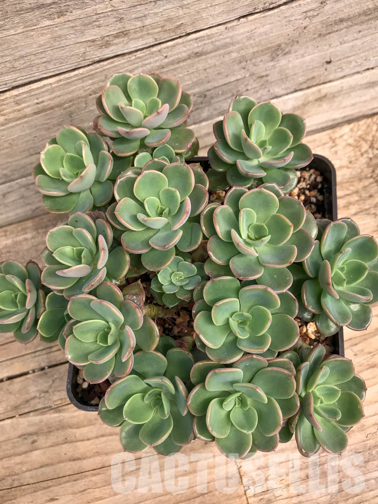 SHPR5291 Echeveria 'Noble' group