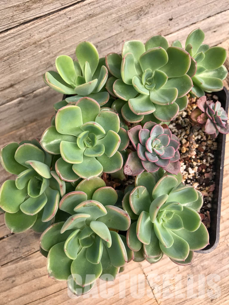 SHPR5291 Echeveria 'Noble' group - Зображення 6