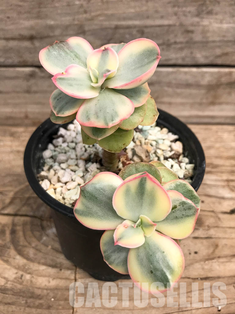 SHPR5297 Echeveria 'Suyon' variegated - Image 2