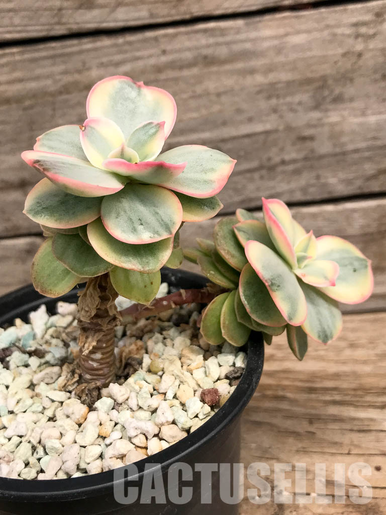 SHPR5297 Echeveria 'Suyon' variegated - Image 3