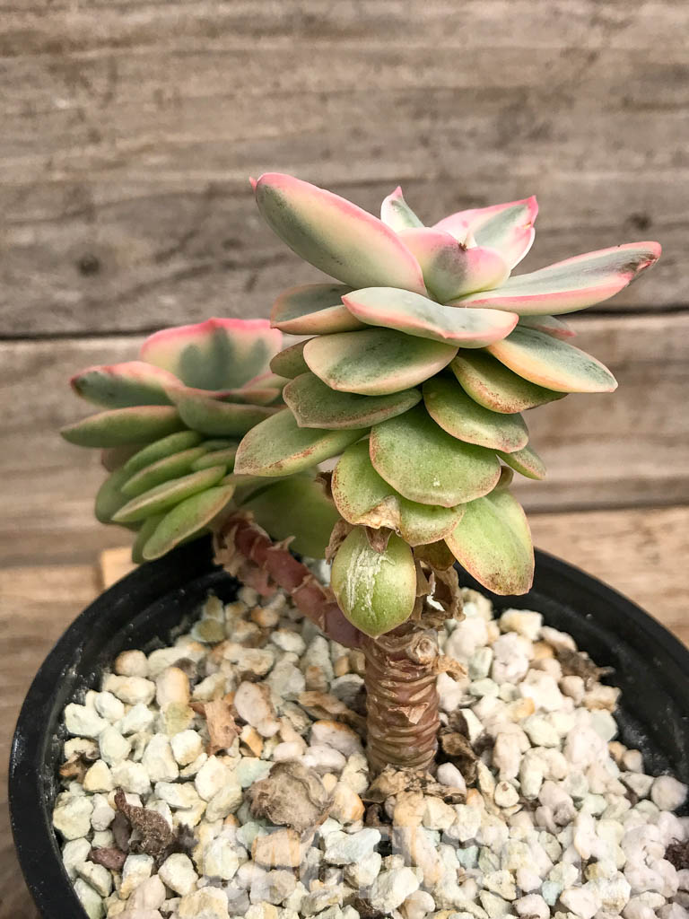 SHPR5297 Echeveria 'Suyon' variegated - Image 4