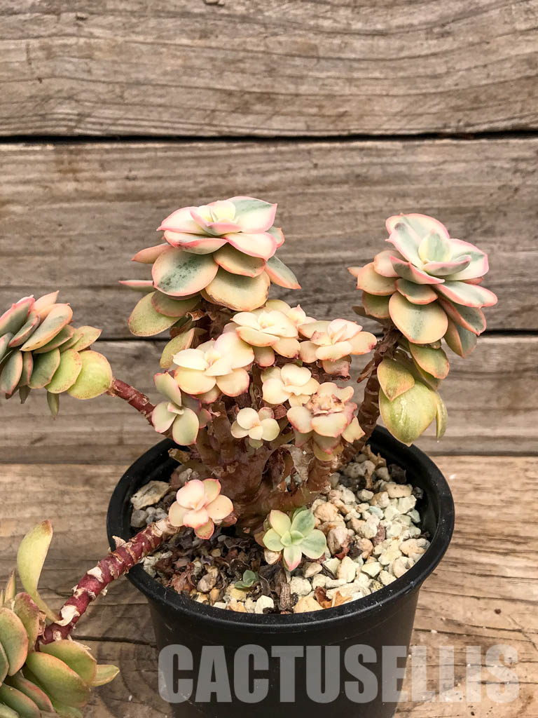 SHPR5300 Echeveria 'Suyon' variegated - Image 2