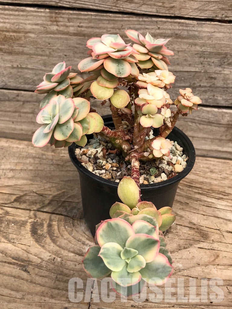 SHPR5300 Echeveria 'Suyon' variegated - Image 3