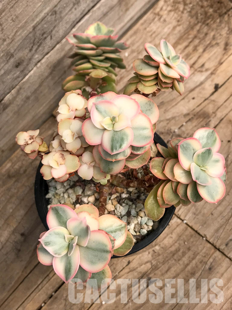 SHPR5300 Echeveria 'Suyon' variegated