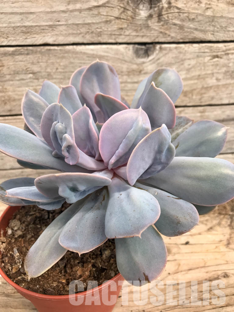 SHPR5301 Echeveria ‘Trompette’ - Image 3