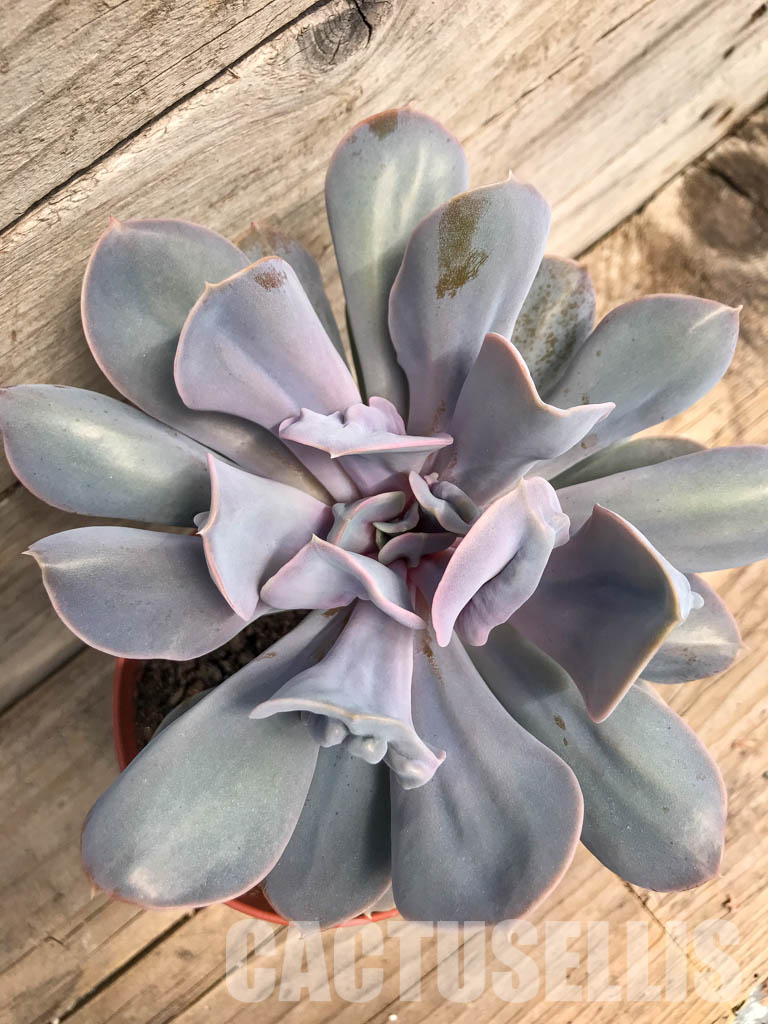 SHPR5301 Echeveria ‘Trompette’ - Image 4