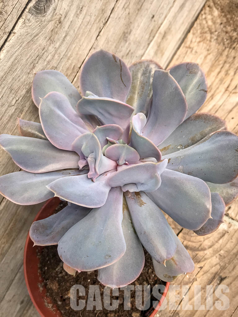 SHPR5301 Echeveria ‘Trompette’ - Image 5