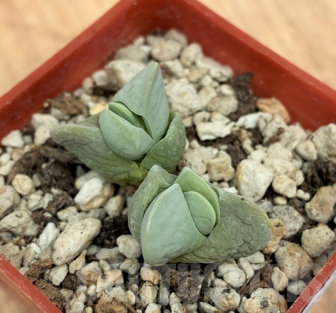 SHPR10632 Gibbaeum album - Image 2