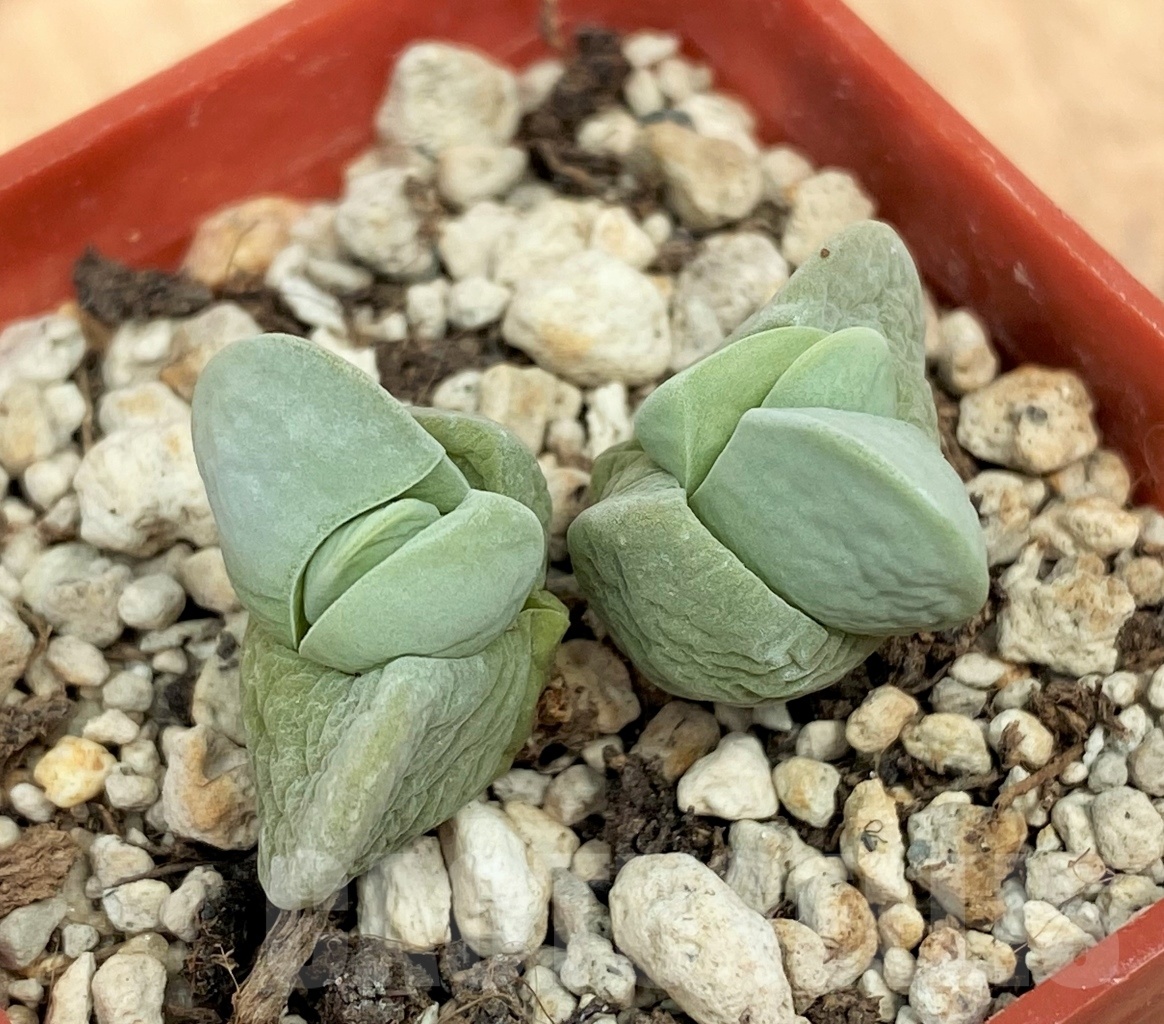 SHPR10632 Gibbaeum album