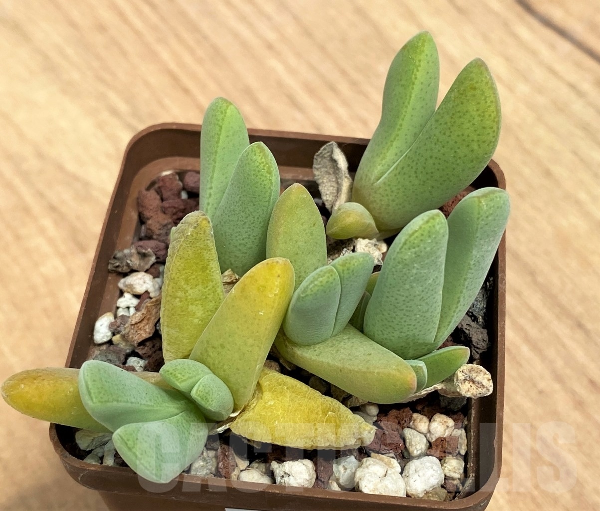 SHPR10635 Cheridopsis purpurea