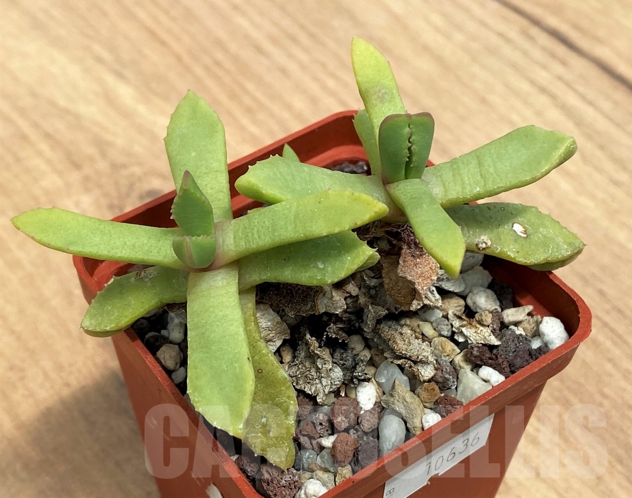 SHPR10636 Carruanthus peersii