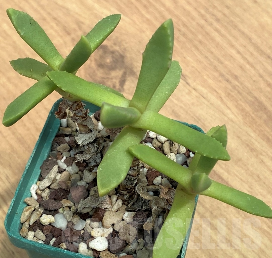 SHPR10637 Carruanthus peersii