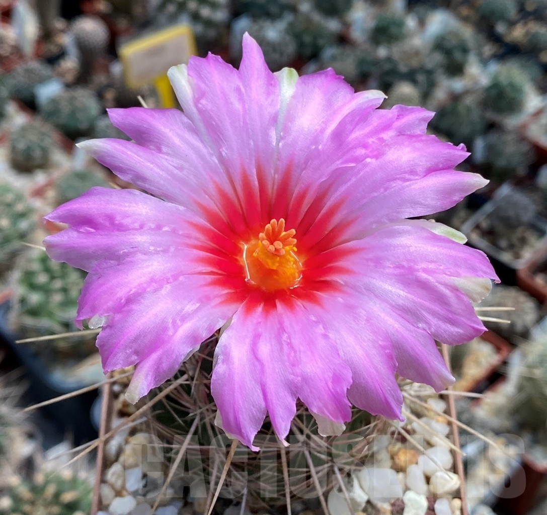 SHPR3740 Thelocactus bicolor - Image 7