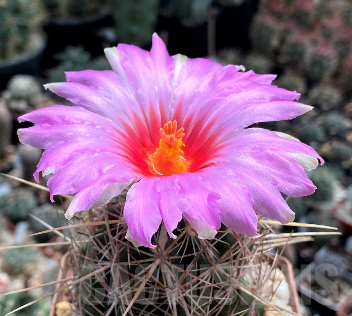 SHPR3740 Thelocactus bicolor