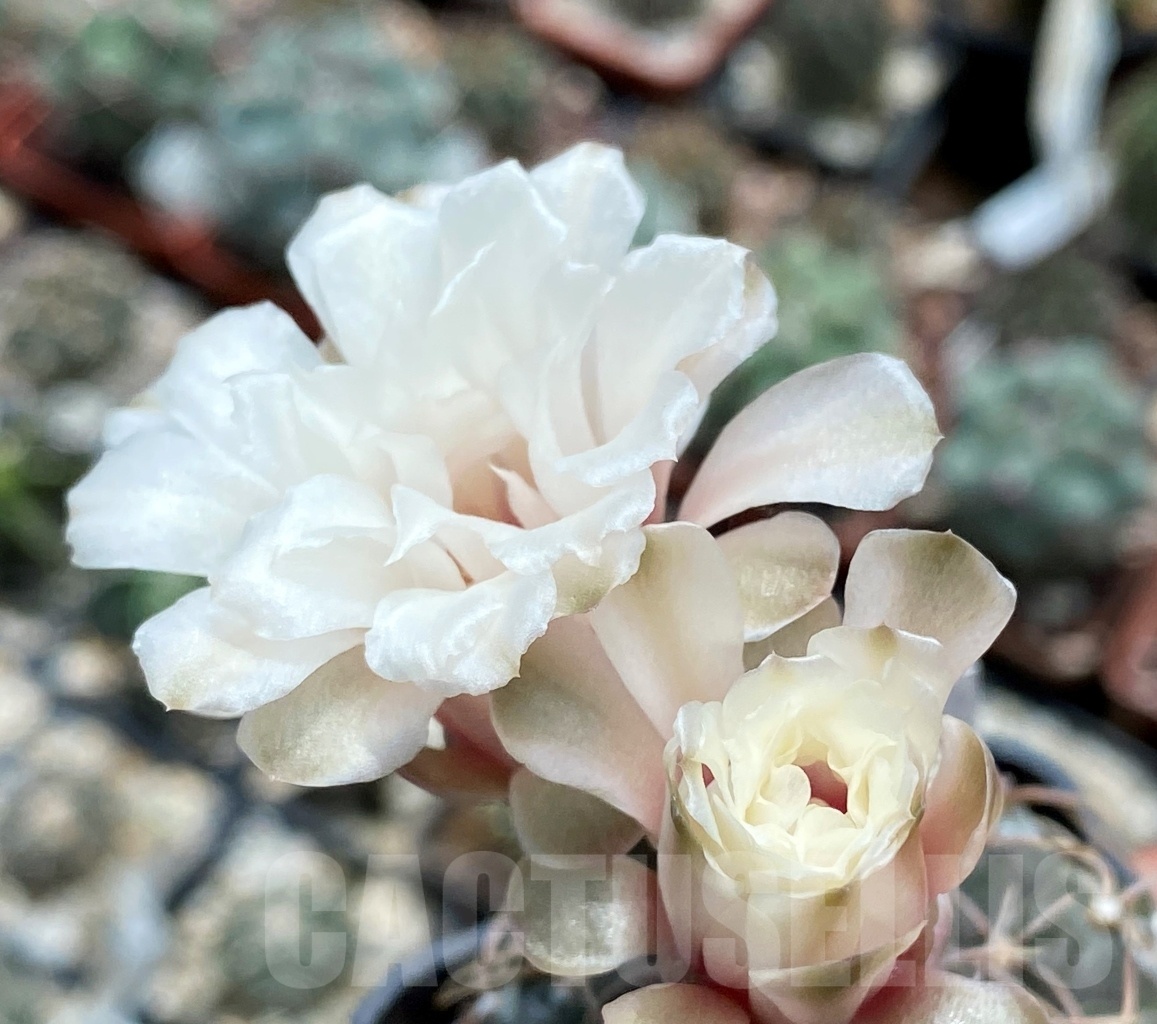 SHPR4537 Gymnocalycium stellatum aff. VG 312, Cordoba (La Estancia), Argentina - Image 7
