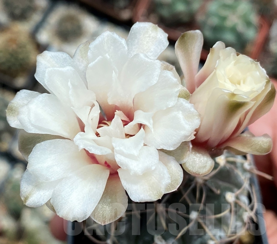 SHPR4537 Gymnocalycium stellatum aff. VG 312, Cordoba (La Estancia), Argentina