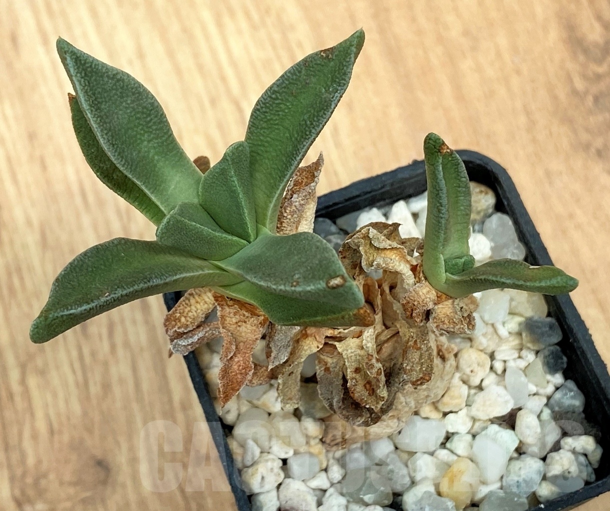 SHPR10638 Nananthus aloides