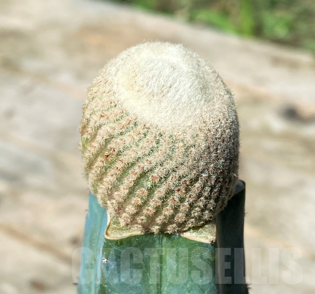 SHPR10838 Yavia cryptocarpa,grafted - Image 2