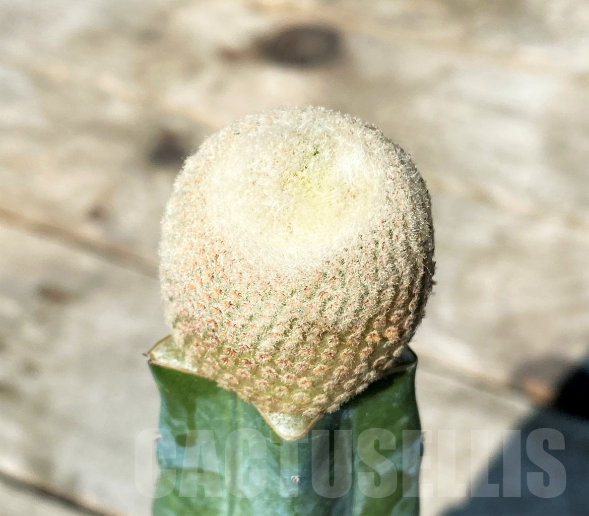 SHPR10838 Yavia cryptocarpa,grafted