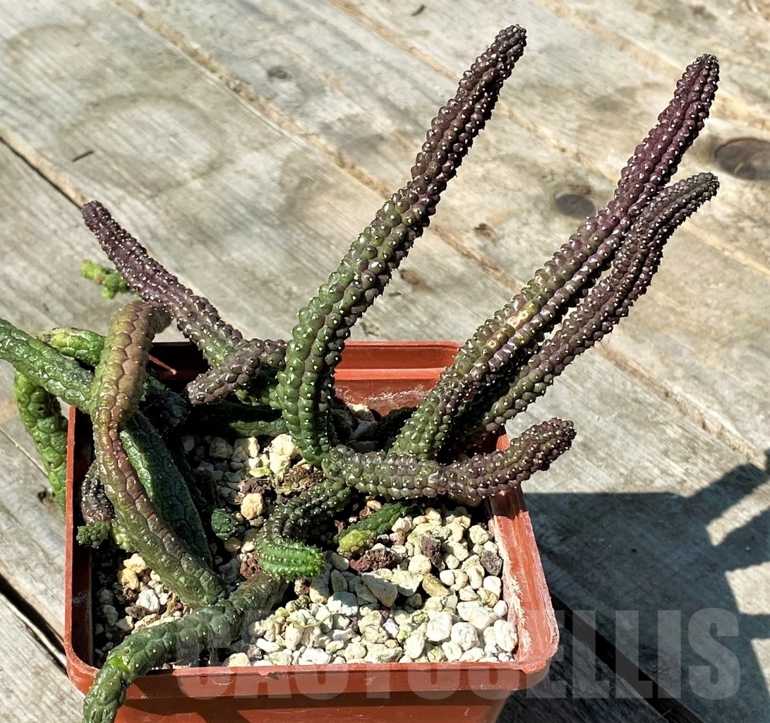 SHPR10840 Echidnopsis scutellata