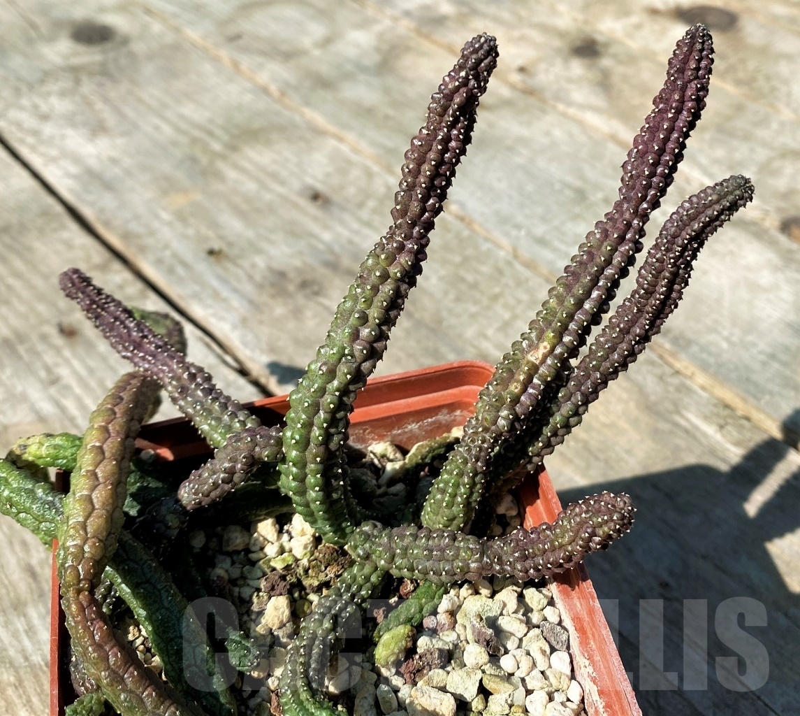 SHPR10840 Echidnopsis scutellata - Image 2