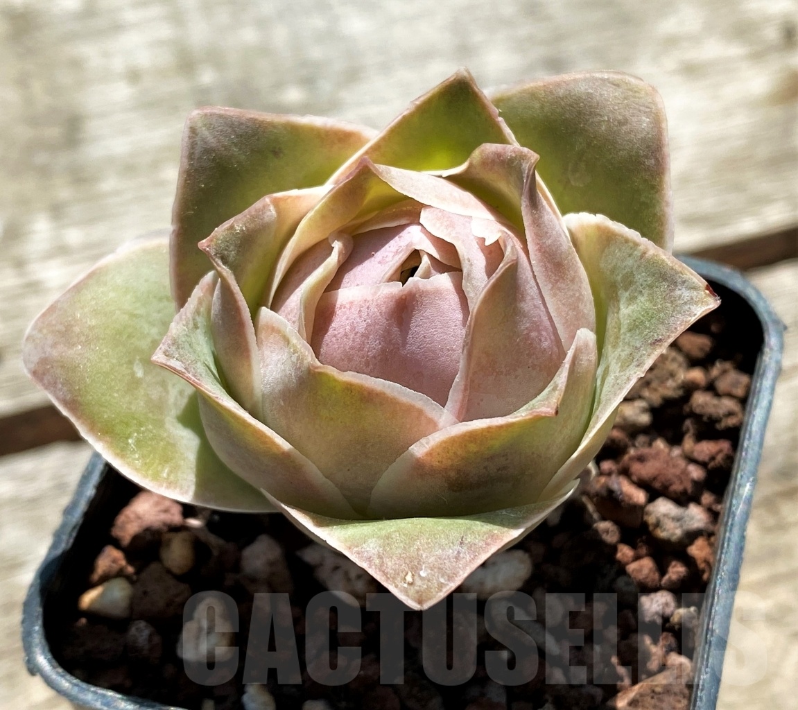 SHPR10879 Greenovia ‘Pandora’