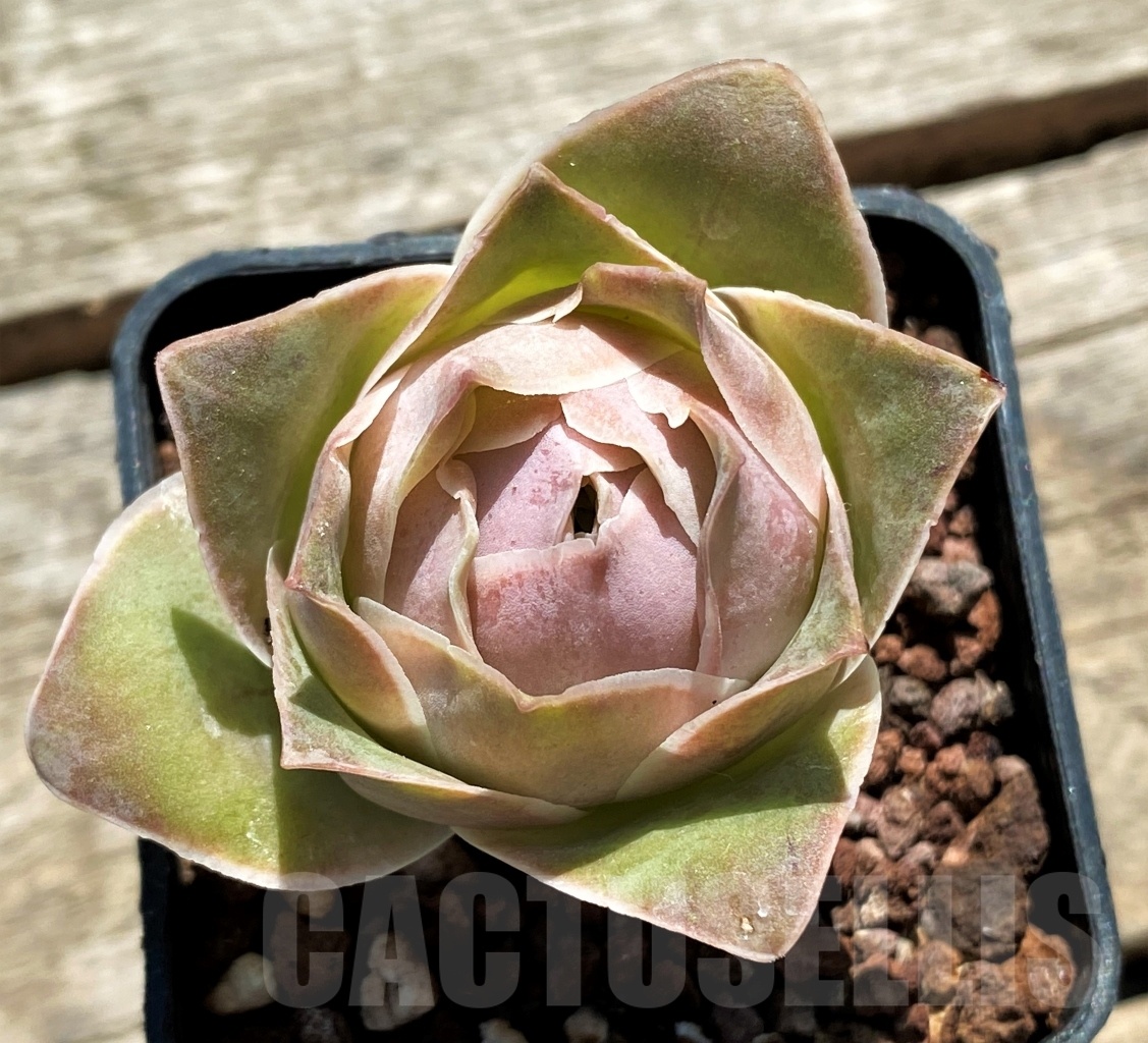 SHPR10879 Greenovia ‘Pandora’ - Image 2